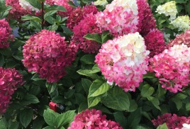 Гортензия: секреты пышного цветения и правильного ухода в открытом грунте