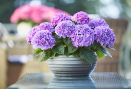 Гортензия Таблетензия (Таблетенсия) самая популярная крупнолистная гортензия!