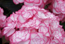 Серия " Ю энд Ми " ("You and Me ") ремонтантные: