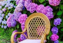 Серия гортензий "Бесконечное лето" ("Эндлесс Саммер/ Endless Summer").